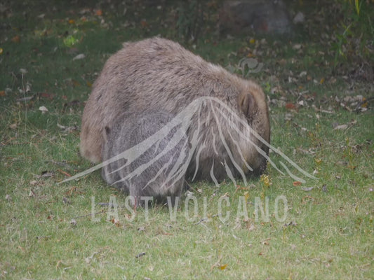 Common wombat - mother and joey 4K