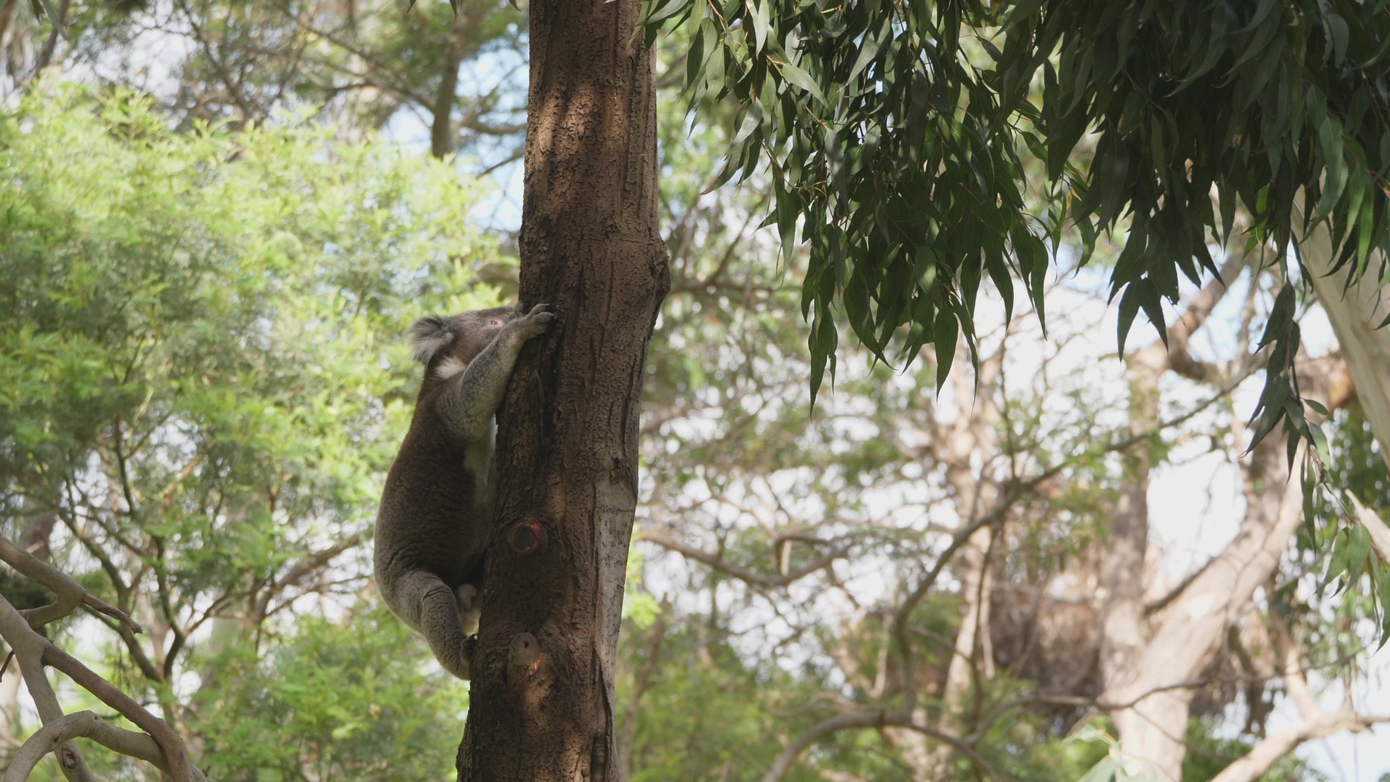 Koala, male, climbs up tree.