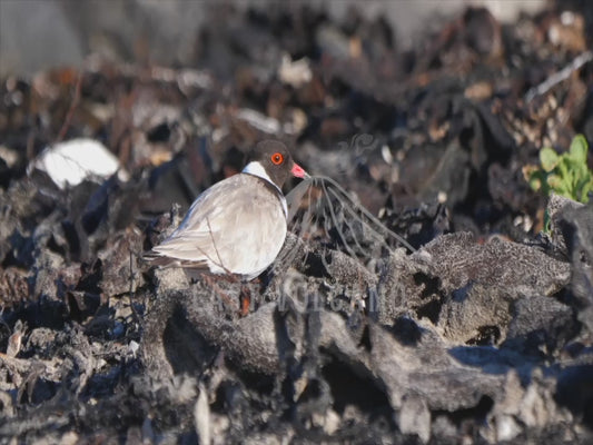 Hooded plover - on a beach sequence 4K