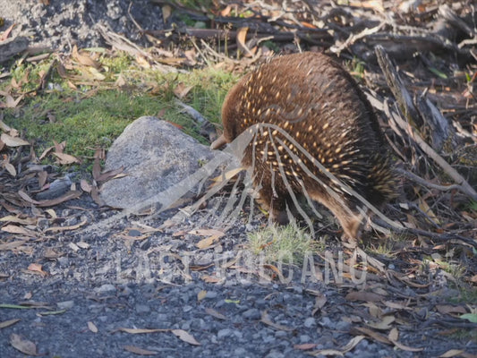 Short-beaked echidna - exploring and eating sequence 1 4K