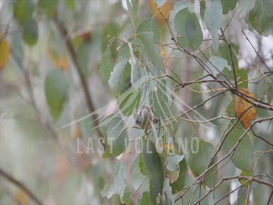 Yellow-faced honeyeater - single bird feeding 4K