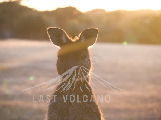 Kangaroo Island - Wedgetaildown photos