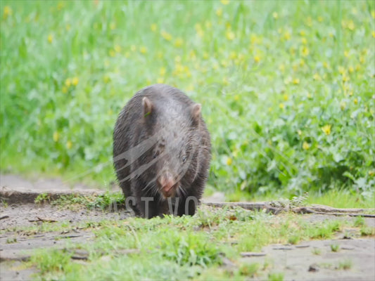 Common wombat - waddling down a forest path sequence 4K