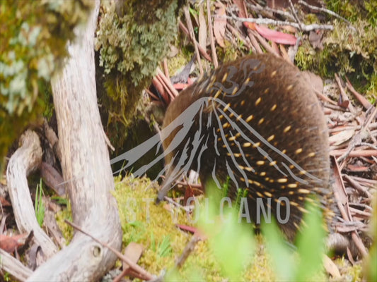 Short-beaked echidna - eating ants sequence 4K