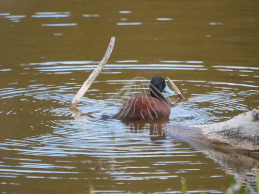 Blue-billed duck - male sitting on the water 4K