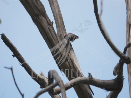 Varied sittella - climbing around thin branches 4K