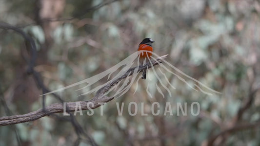 Scarlet robin - perched on a branch 4K