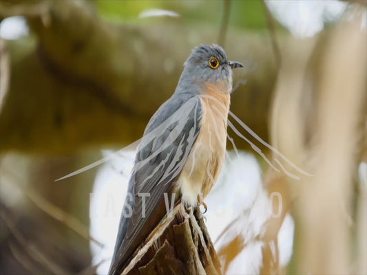 Fan-tailed cuckoo - bird perched in the understory calling 4K