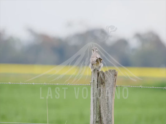 Pallid cuckoo - eating a grub 4K