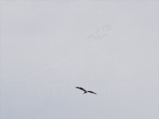 Black kite - swooping down on prey and flying off with it 4K