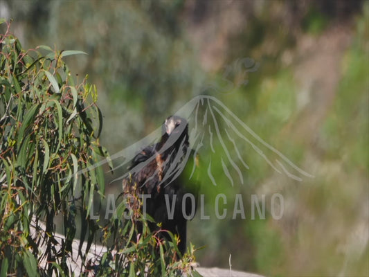 Wedge-tailed eagle - eagle perched on a branch sequence 4K