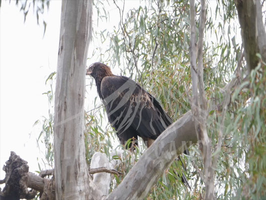 Wedge-tailed eagle - perched high in a tree 4K