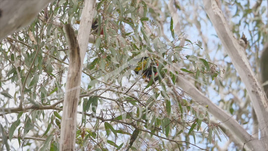 Rainbow lorikeet - eating in a tree 4K