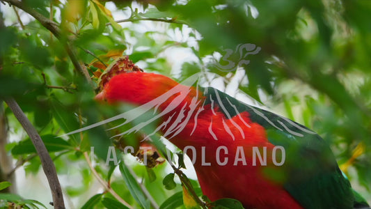 The Australian king parrot is a species of parrot endemic to eastern Australia ranging from Cooktown in Queensland to Port Campbell in Victoria.