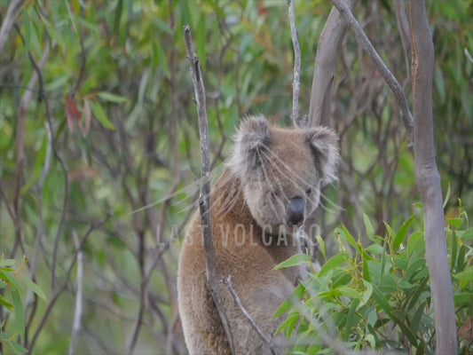 Koala - on Kangaroo Island 4K