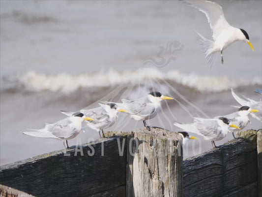 Greater crested tern - many birds sitting near the beach 4K