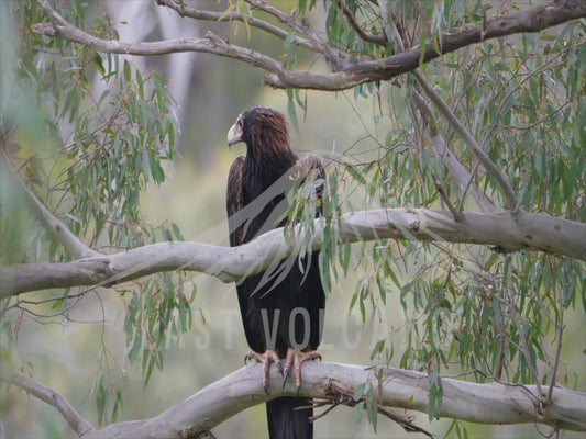 Wedge-tailed eagle - adult close up perched 4K