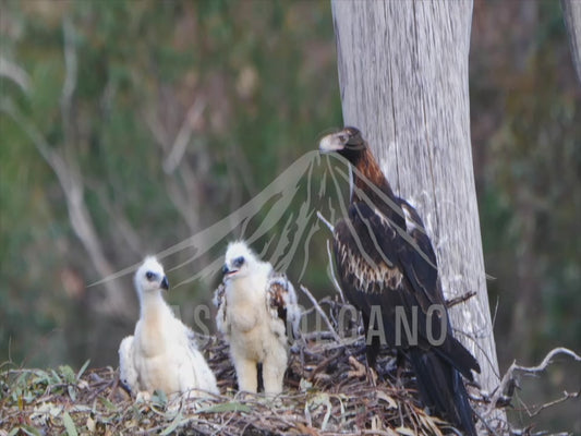 Wedge-tailed eagle - parent with two chicks in the nest 4K