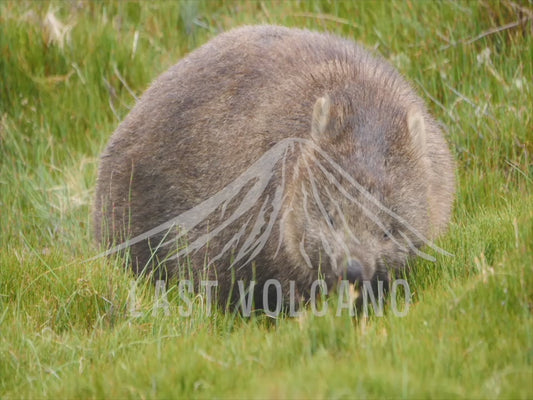 Common wombat - adult eating in a vast field 4K