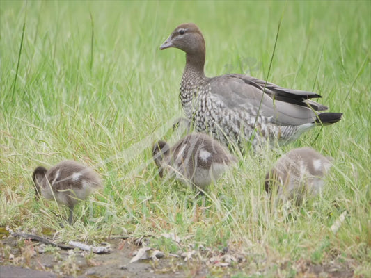 Australian wood duck - duckling close up sequence 4K