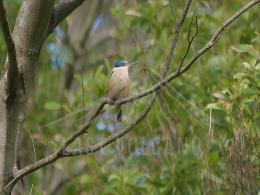 Sacred kingfisher - perched on a branch 4K