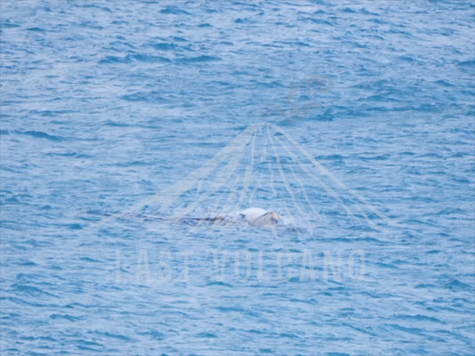 Southern right whale - sequence at Logans Beach 4K