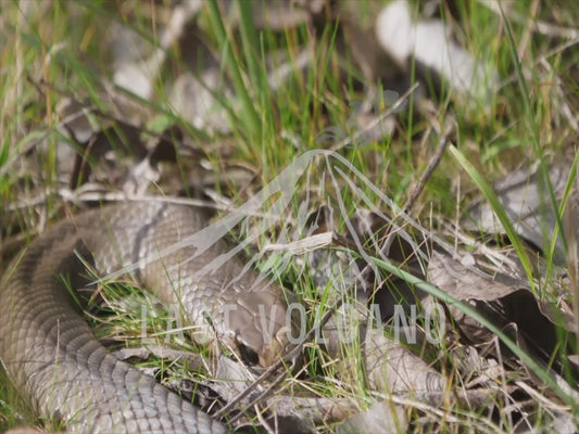 Eastern brown snake - laying still in the grass 4K