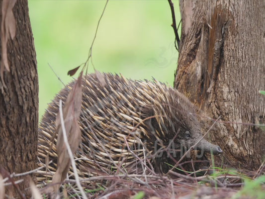 Short-beaked echidna - muddy faced, foraging sequence 4K