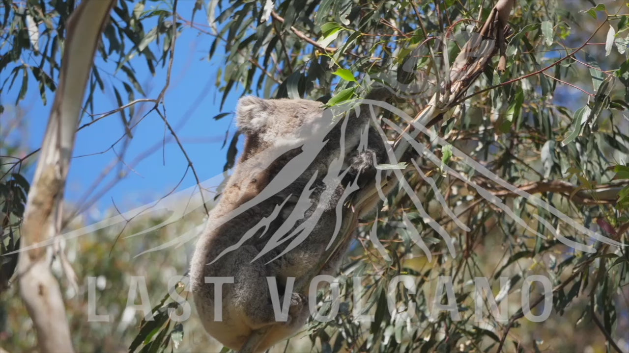 The koala is an arboreal herbivorous marsupial native to Australia.