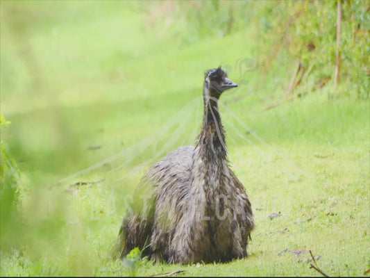 Emu - male sitting on chicks 4K