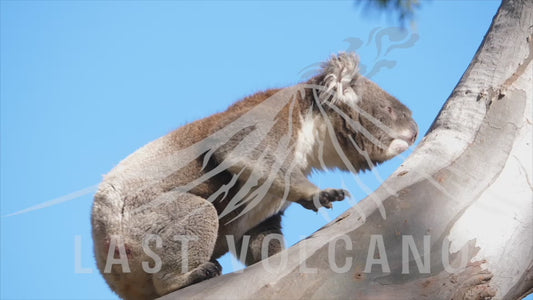 Koala - male climbing a tree close up 4K