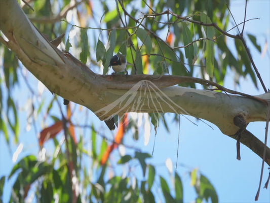 White-naped honeyeater - bird hunting for food 4K