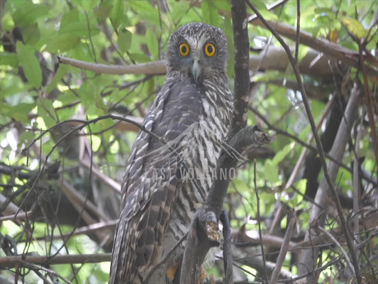 Powerful Owl - one bird perched 4K