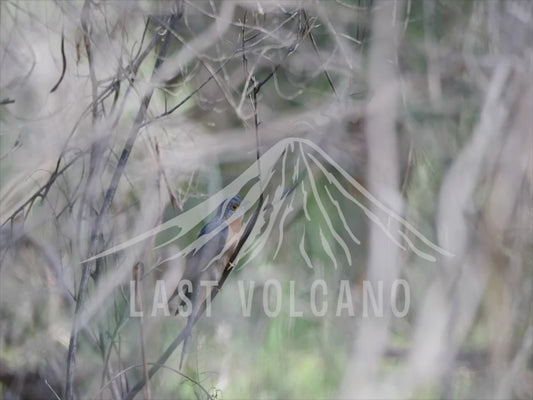 Fan-tailed cuckoo - bird perched low in the canopy 4K