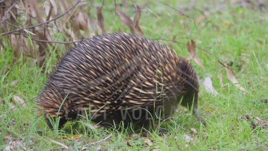 Short-beaked echidna - walking through the grass 4K