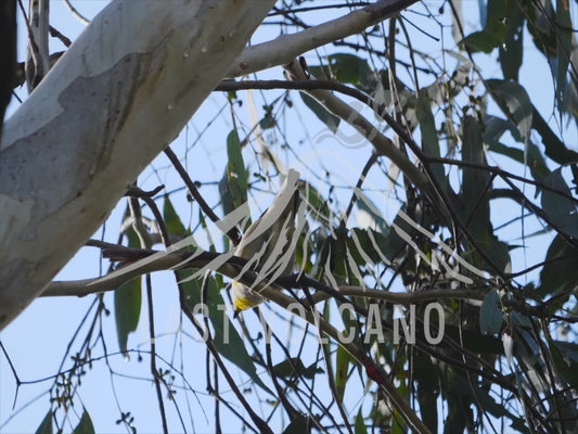 Striated pardalote - in the tree tops 4K