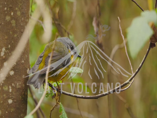 Eastern yellow robin - perched sideways on a tree trunk 4K