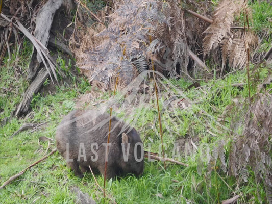 Common wombat - eating by a flowing river 4K