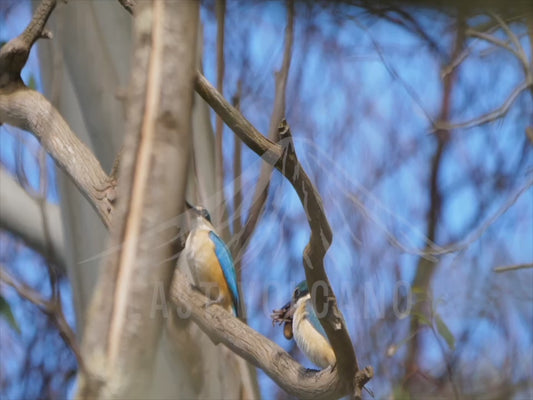 Sacred kingfisher - eating a spider 4K