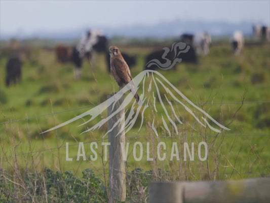 Brown falcon - perched on a fence post 4K