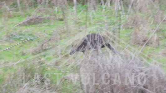 Swamp wallaby - hopping through the scrub 4K