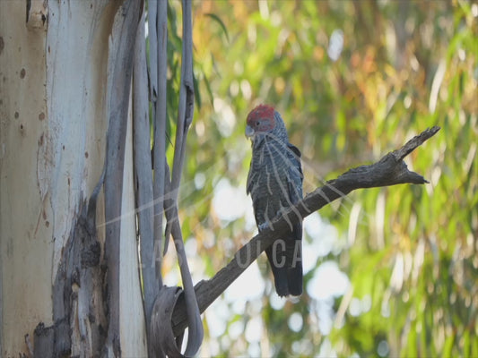 Gang-gang cockatoo - male and female perched 4K