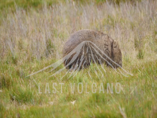 Common wombat - adult walking through a field 4K