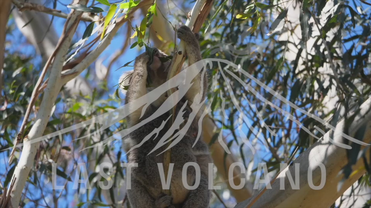 The koala is an arboreal herbivorous marsupial native to Australia.