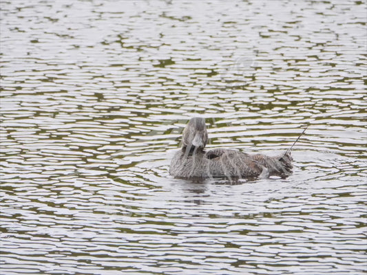 Musk duck - swimming in the rain 4K