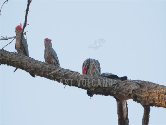 Gang-gang cockatoo - four birds sitting on a branch 4K