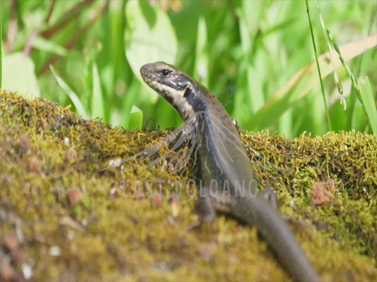 Southern grass skink - sunning on a rock 4K