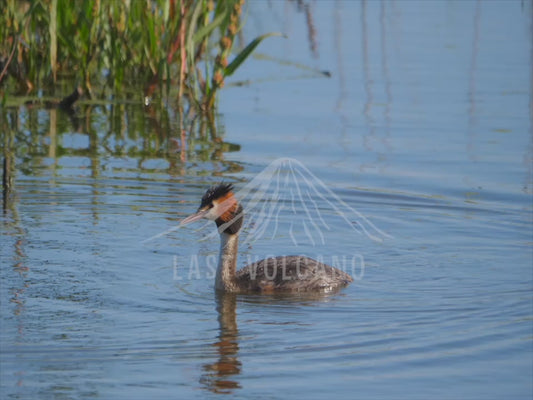 Great crested grebe - sequence 4K