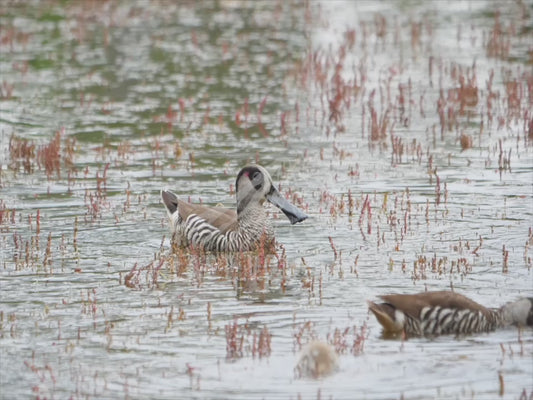 Pink-eared duck - two adults and six ducklings sequence 4K