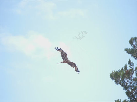 Black kite - hovering low to the ground 4K